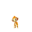 Chimchar