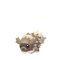 Zigzagoon