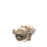 Zigzagoon