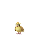 Pidgey