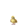 Pidgey