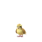Pidgey