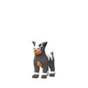 Houndour
