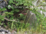Caterpie seen in the game trailer