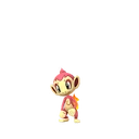 Chimchar