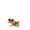 Sandile