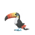 Toucannon