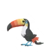 Toucannon
