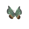 Vivillon
