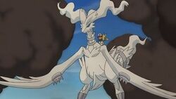 Reshiram i Ash