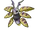 Aurumoth