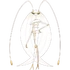 Pheromosa