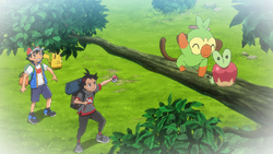 Applin | Pokémon Wiki | Fandom