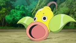 Weepinbell w 