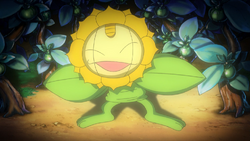 Meowth Sunflora