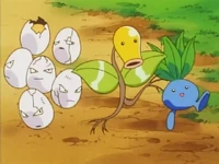 Exeggcute Eriki