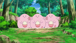 Chansey anime