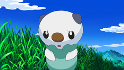 Oshawott no scalchop