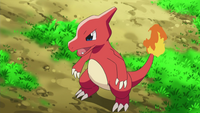 Ash Charmeleon