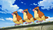 F10 Pidgey.png