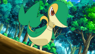 Snivy Tripa