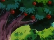 Red Apricorn anime