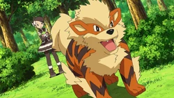 Arcanine w 