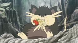 Alolański Raticate w anime