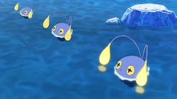 Chinchou w 