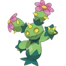 Maractus