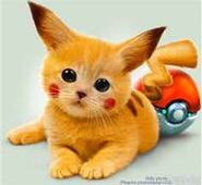 Cute Pikachu (Cat)