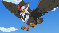 Ash Staraptor