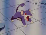 Rattata