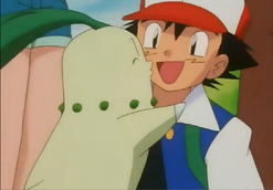 Chikorita kissing ash by dragonlord99-d5ofhao