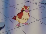 Pidgey