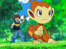 Ash's Chimchar