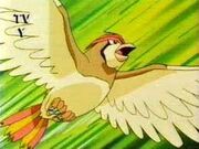 Pidgeotto 1