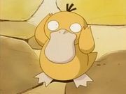 Psyduck