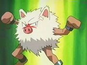 Primeape