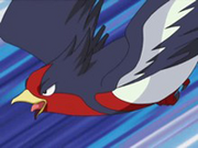 Swellow