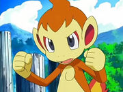 Chimchar listo para luchar