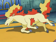 Ponyta derrotada