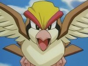 Pidgeot3