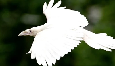 Screen shot 2018-07-05 at 6.33.20 am p3322312.jpg