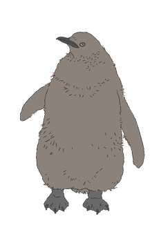 King Penguin Chick Polar Bear Cafe Fandom King Penguin Chick Polar Bear Cafe Fandom
