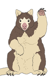 Chara kinobori