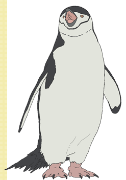 Chinstrap Penguin Polar Bear Cafe Fandom