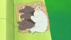 Grizzly Polar Bear Cafe Fandom