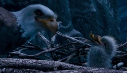 The mother eagle and her eaglet.