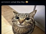 Erm... WTF